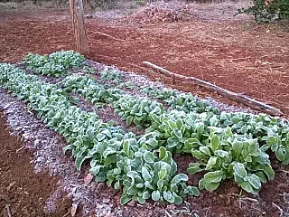 Legumes e Hotaliças congelam com a geada e preço dos produtos deve subir
