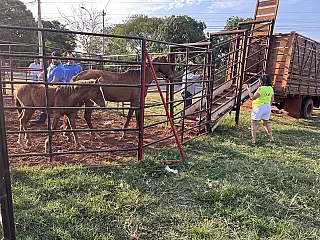 Maus-tratos a animais mobilizam Prefeitura, PM Ambiental e voluntários em Aparecida do Taboado