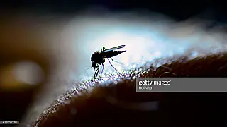 Boletim Epidemiológico da Dengue nos municípios de Mato Grosso do Sul,