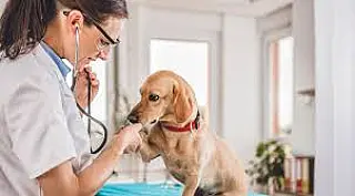 Dia do Médico Veterinário