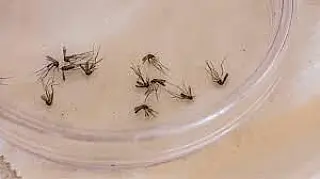 MS registra quase 4 mil casos de dengue em 2025
