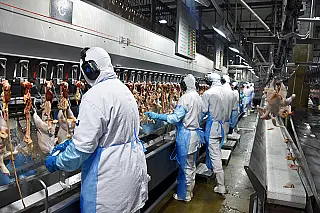 Celulose, carne bovina e aves alavancam exportações de industrializados de MS