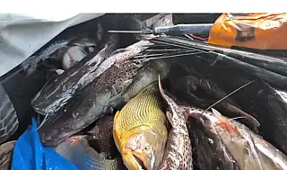 Operação prende quatro por pesca ilegal armada às margens do Rio Verde