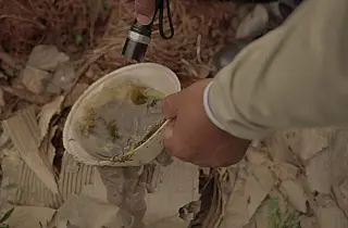 Dengue e chikungunya iniciam 2026 com aumento de casos em Mato Grosso do Sul
