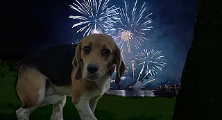 Especialistas alertam: explosões causam danos a pessoas e animais