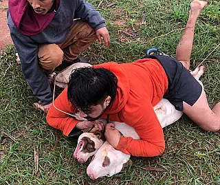Pit bulls atacam corredor em Ponta Porã e vítima consegue conter os animais