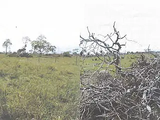 MPMS fiscaliza cumprimento de TAC para recuperar área degradada em Paranaíba
