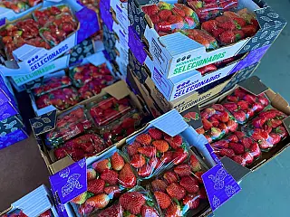Sucesso do "Morango do Amor" faz preço da fruta subir 35% no Ceasa