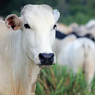 Produtores devem declarar rebanhos até 2 de junho