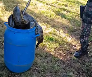 Polícia Militar Ambiental captura sucuri em residência no loteamento Andaraluá