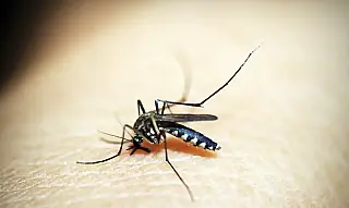 MS registra mais de 13 mil casos prováveis de dengue em 2025