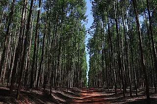 Região impulsionada pela produção de celulose é oficialmente denominada Vale da Celulose