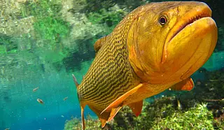 Lei: Proibição da pesca do Dourado é publicada em edição extra do Diário Oficial  