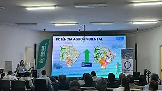 MS amplia produção de tilápia e avança no mercado internacional