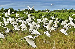 'Os limites do Pantanal' é tema do encontro entre o turismo com a musicalidade de MS  no Fórum