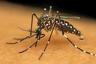 Mato Grosso do Sul já soma 7.482 casos confirmados de dengue em 2025