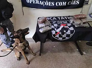 Cão farejador acha droga com grávida de 16 anos entre Dourados e Caarapó
