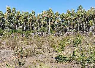 MPMS firma TAC para recuperar área desmatada irregularmente em Corumbá