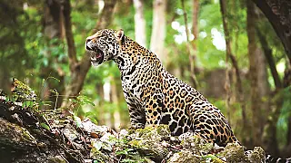 Dia Nacional da Onça-Pintada: Celebrando o Ícone da Biodiversidade Brasileira