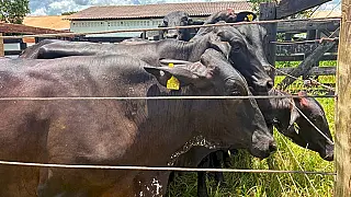 AGRAER: Genética reforça produção e renda no campo