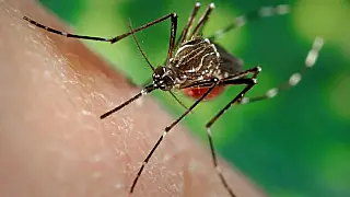 El Niño pode elevar casos de dengue e chikungunya no segundo semestre