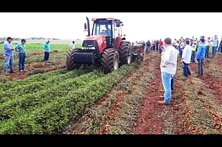 Instalação de cooperativa reforça plantio de amendoim no Estado