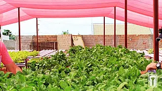 Ilha Solteira cria lei para incentivar agricultura urbana e hortas comunitárias