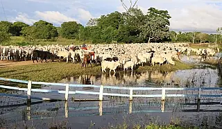 Abate de animais orgânicos e sustentáveis do Pantanal de MS triplicou em 2021