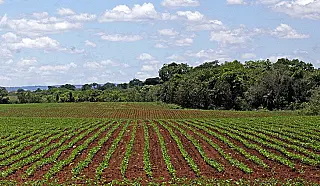 Plantio da soja em Mato Grosso do Sul segue proibido até o dia 15 de setembro