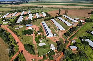 Frango Vida renova a avicultura e garante a modernização da atividade
