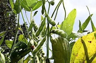 Prazo para plantio de soja tem alterações neste final de ano em Mato Grosso do Sul