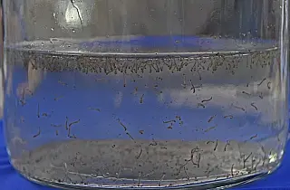 Guerra ao mosquito: Saúde alerta população de MS para atuar na eliminação de focos residenciais