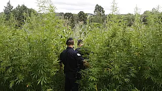 Operação binacional já destruiu 511 toneladas de maconha na fronteira