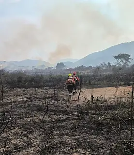 Incêndios destroem mais de 30 mil hectares no Pantanal