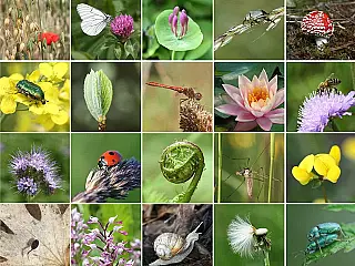 Dia Internacional da Biodiversidade Biológica destaca importância da preservação da vida no planeta
