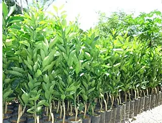205 mudas de laranjas são roubadas de plantação em Sidrolândia