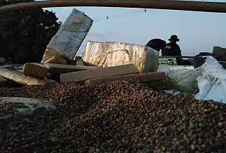 Maior carga de maconha apreendida do país, em Dourados, é incinerada no DID