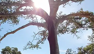 Domingo ensolarado e seco em Mato Grosso do Sul