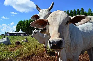 MS no Campo desta semana