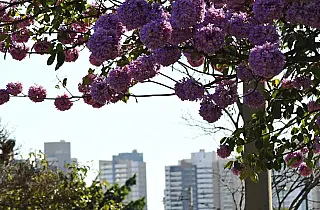 Previsão de tempo claro e com poucas nuvens em MS nesta quinta-feira