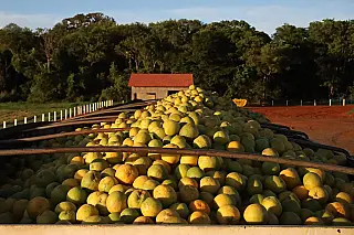 Citricultura chega a Paranaíba e outros 10 municípios em Mato Grosso do Sul