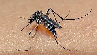 Mato Grosso do Sul ultrapassa 16 mil casos confirmados de dengue em 2024