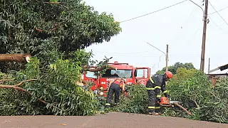 Galho de árvore cai e interdita rua, em Sidrolândia; Bombeiros atenderam ocorrência