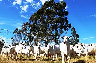 Produtores devem declarar rebanhos até 2 de junho em MS
