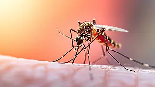 MS ultrapassa 13 mil casos prováveis de dengue; Ivinhema lidera número de confirmações