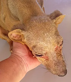Idoso é preso por maus-tratos a cachorro e ameaça em Alcinópolis