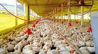 Exportações de celulose, soja e carne de aves crescem e superávit de MS atinge US$ 979 milhões
