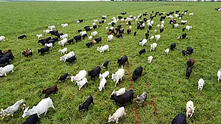 Agro de MS é fruto de incentivo, modernidade e sucesso do homem do campo