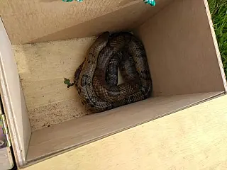 Sucuri é capturada em posto de Saúde