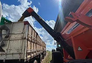 Colheita da soja em MS atinge 99,1% da área cultivada